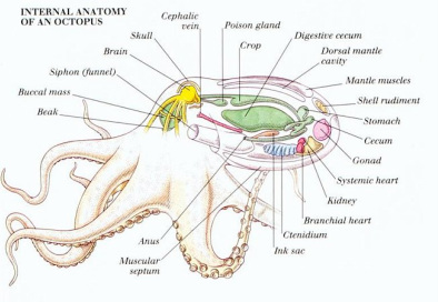 The Digestive System and Its Mollusca Phylum - Digestive System