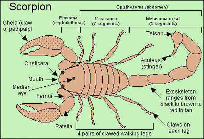 The Digestive System and Its Arthropoda Phylum - Digestive System