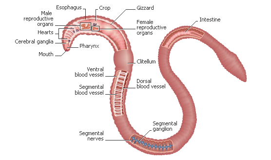 The Digestive System and Its Annelida Phylum - Digestive System