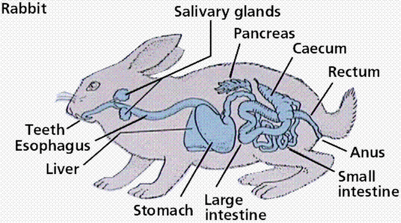 The Digestive System and Its Chordata Phylum - Digestive System