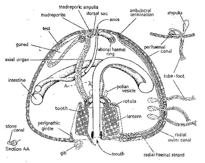 The Digestive System and Its Echinodermata Phylum - Digestive System