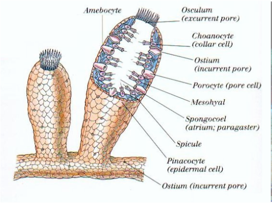 The Digestive System and Its Porifera Phylum - Digestive ... phylum arthropoda diagram 