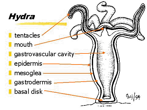 The Digestive System and Its Cnidaria Phylum - Digestive System